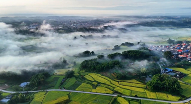 雲(yún)南芒市：晨霧灑落稻田